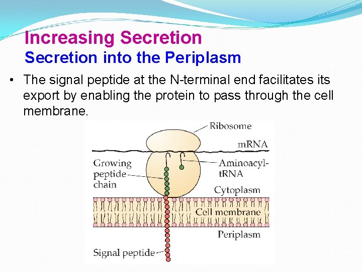 Increasing Secretion into the Periplasm • The signal peptide at the N-terminal end facilitates