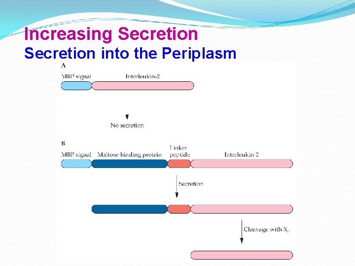 Increasing Secretion into the Periplasm 