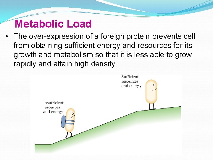 Metabolic Load • The over-expression of a foreign protein prevents cell from obtaining sufficient