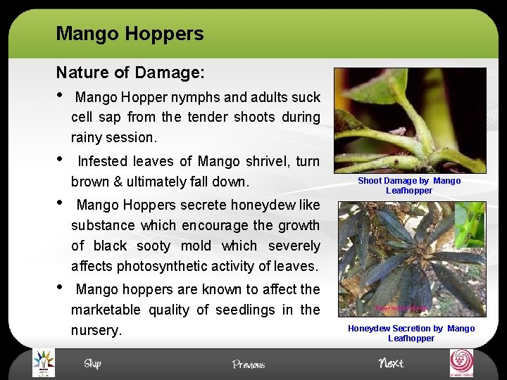 Mango Hoppers Nature of Damage: • Mango Hopper nymphs and adults suck cell sap