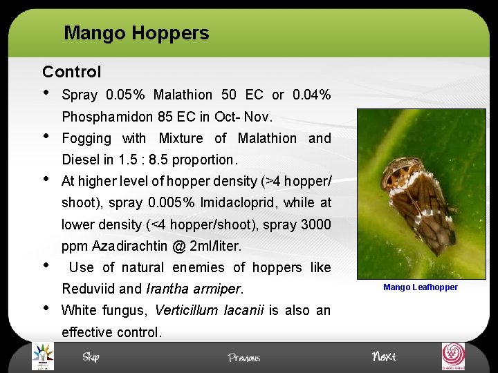 Mango Hoppers Control • • • Spray 0. 05% Malathion 50 EC or 0.