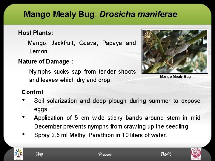 Mango Mealy Bug: Drosicha maniferae Host Plants: Mango, Jackfruit, Guava, Papaya and Lemon. Nature