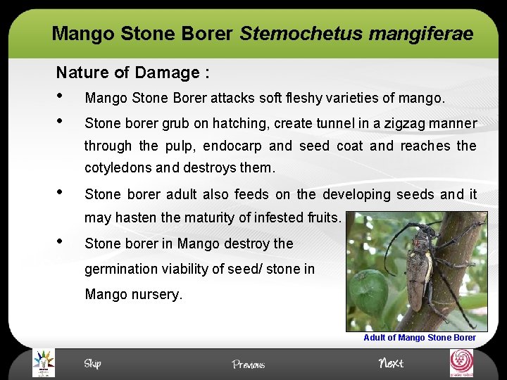 Mango Stone Borer Stemochetus mangiferae Nature of Damage : • • Mango Stone Borer