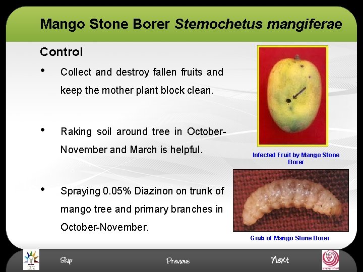 Mango Stone Borer Stemochetus mangiferae Control • Collect and destroy fallen fruits and keep