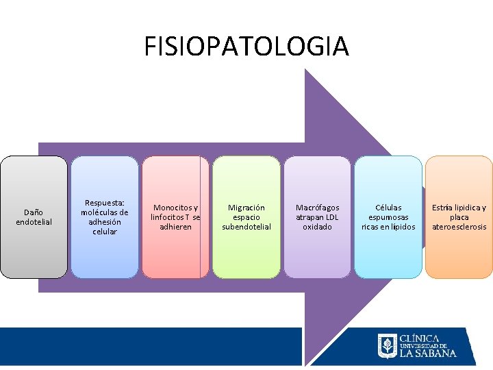 FISIOPATOLOGIA Daño endotelial Respuesta: moléculas de adhesión celular Monocitos y linfocitos T se adhieren FISIOPATOLOGIA Daño endotelial Respuesta: moléculas de adhesión celular Monocitos y linfocitos T se adhieren