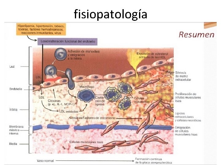 fisiopatología fisiopatología