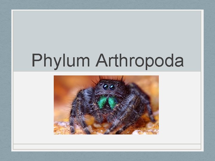 Phylum Arthropoda 