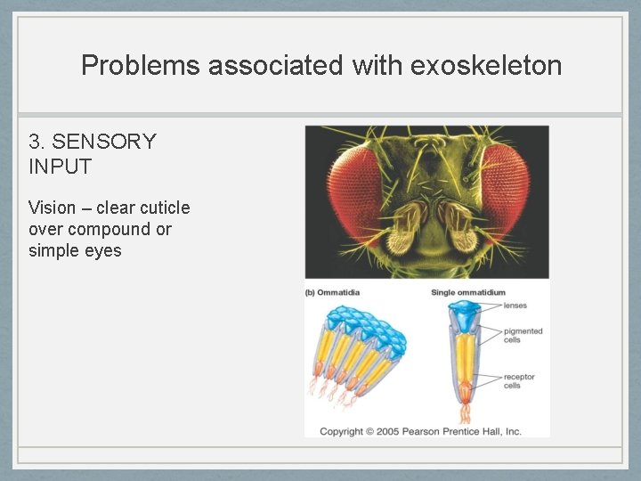 Problems associated with exoskeleton 3. SENSORY INPUT Vision – clear cuticle over compound or