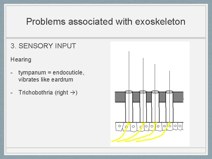 Problems associated with exoskeleton 3. SENSORY INPUT Hearing - tympanum = endocuticle, vibrates like