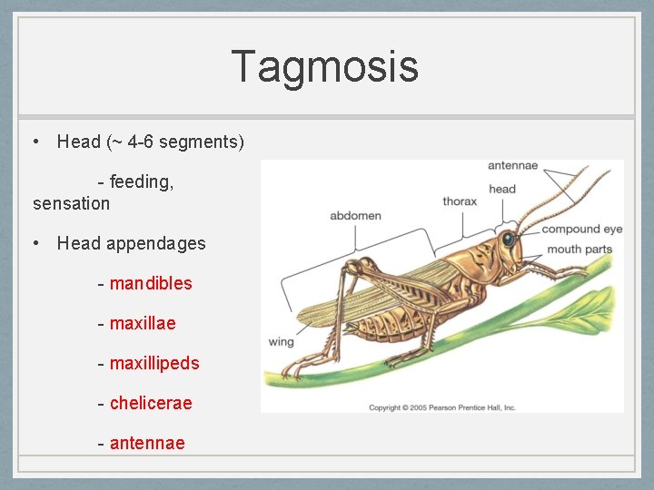 Tagmosis • Head (~ 4 -6 segments) - feeding, sensation • Head appendages -