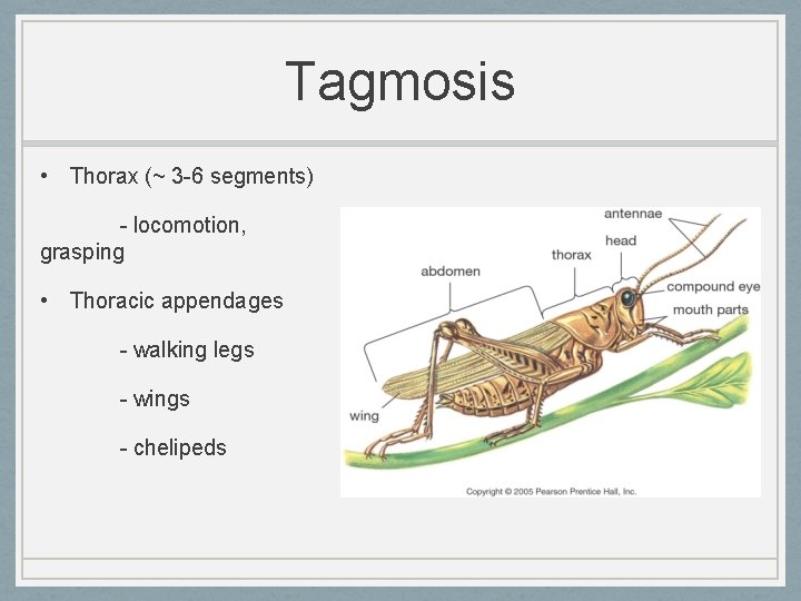 Tagmosis • Thorax (~ 3 -6 segments) - locomotion, grasping • Thoracic appendages -