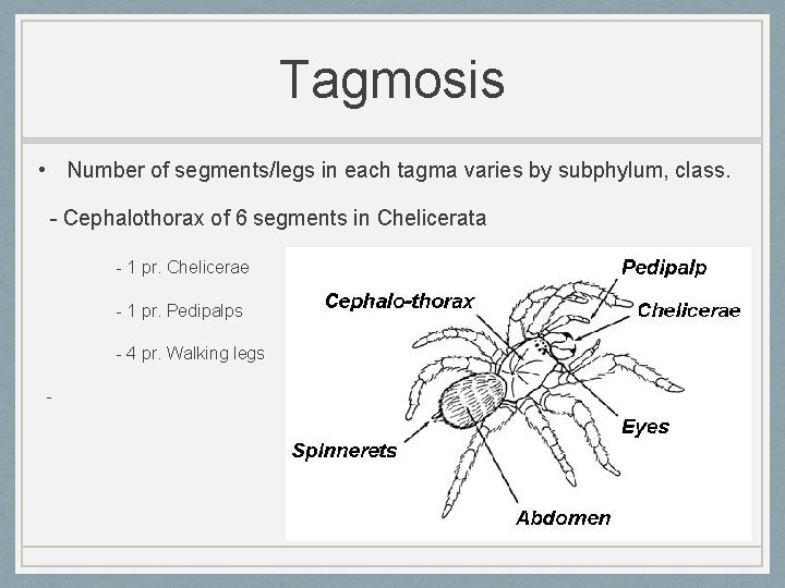 Tagmosis • Number of segments/legs in each tagma varies by subphylum, class. - Cephalothorax