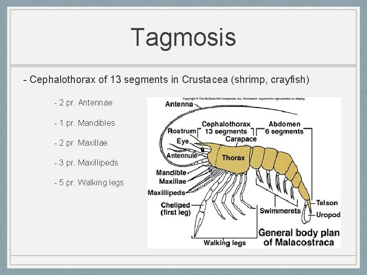 Tagmosis - Cephalothorax of 13 segments in Crustacea (shrimp, crayfish) - 2 pr. Antennae