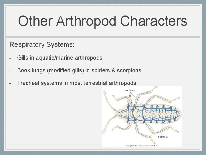 Other Arthropod Characters Respiratory Systems: - Gills in aquatic/marine arthropods - Book lungs (modified