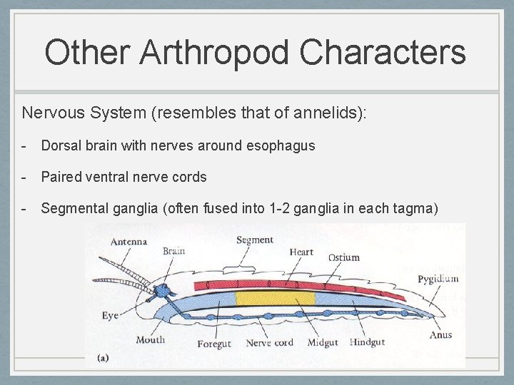 Other Arthropod Characters Nervous System (resembles that of annelids): - Dorsal brain with nerves