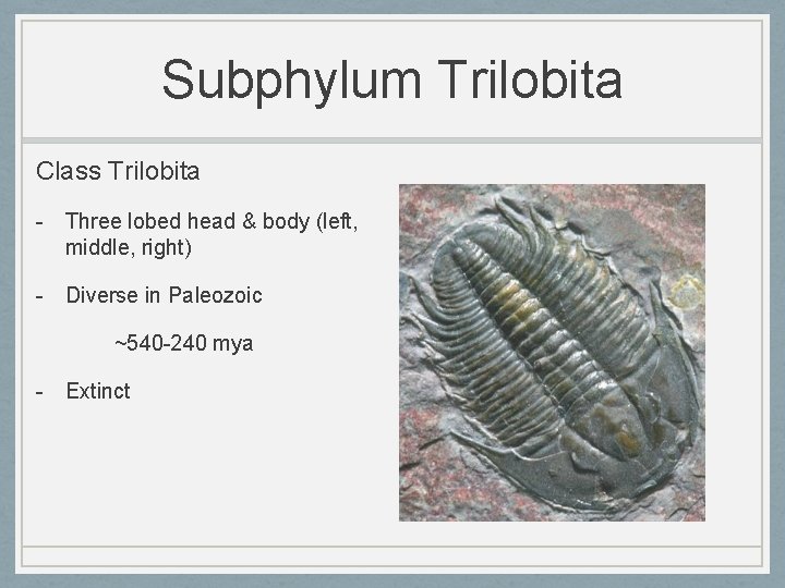 Subphylum Trilobita Class Trilobita - Three lobed head & body (left, middle, right) -