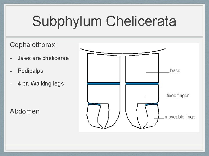 Subphylum Chelicerata Cephalothorax: - Jaws are chelicerae - Pedipalps - 4 pr. Walking legs