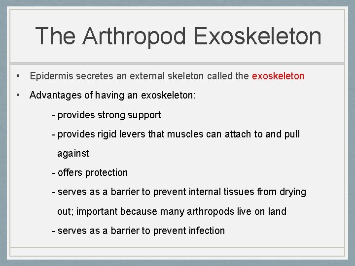 The Arthropod Exoskeleton • Epidermis secretes an external skeleton called the exoskeleton • Advantages