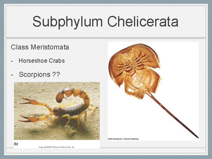 Subphylum Chelicerata Class Meristomata - Horseshoe Crabs - Scorpions ? ? 