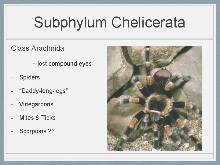 Subphylum Chelicerata Class Arachnida - lost compound eyes - Spiders - “Daddy-long-legs” - Vinegaroons