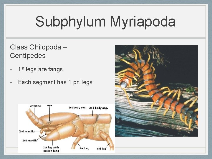 Subphylum Myriapoda Class Chilopoda – Centipedes - 1 st legs are fangs - Each
