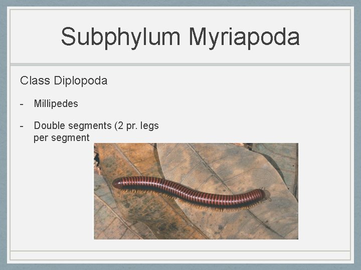 Subphylum Myriapoda Class Diplopoda - Millipedes - Double segments (2 pr. legs per segment