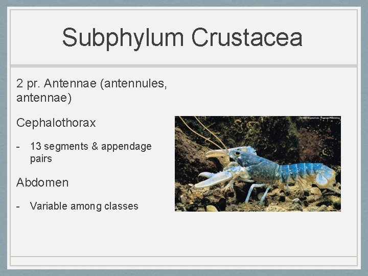 Subphylum Crustacea 2 pr. Antennae (antennules, antennae) Cephalothorax - 13 segments & appendage pairs