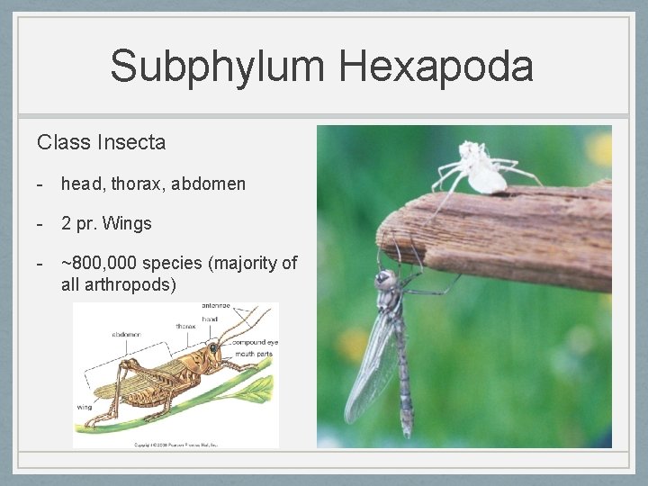Subphylum Hexapoda Class Insecta - head, thorax, abdomen - 2 pr. Wings - ~800,