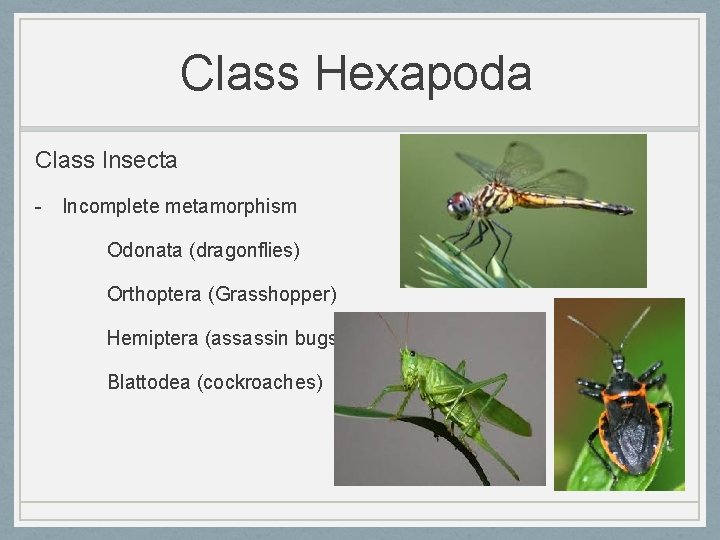 Class Hexapoda Class Insecta - Incomplete metamorphism Odonata (dragonflies) Orthoptera (Grasshopper) Hemiptera (assassin bugs)