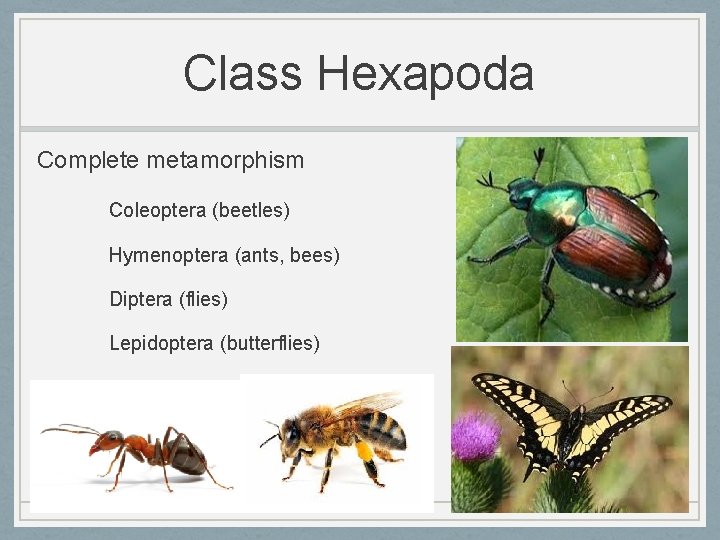 Class Hexapoda Complete metamorphism Coleoptera (beetles) Hymenoptera (ants, bees) Diptera (flies) Lepidoptera (butterflies) 