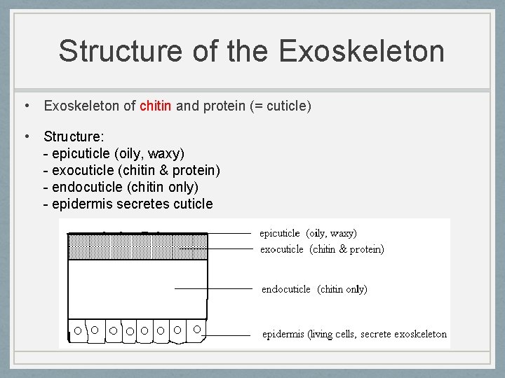 Structure of the Exoskeleton • Exoskeleton of chitin and protein (= cuticle) • Structure: