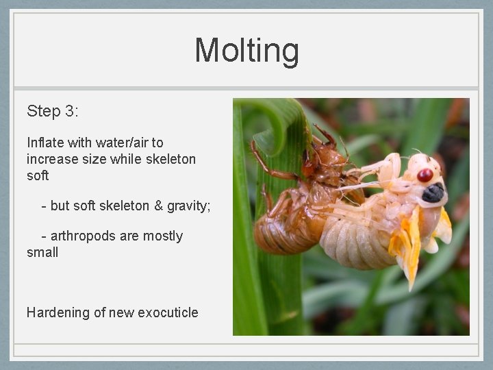 Molting Step 3: Inflate with water/air to increase size while skeleton soft - but