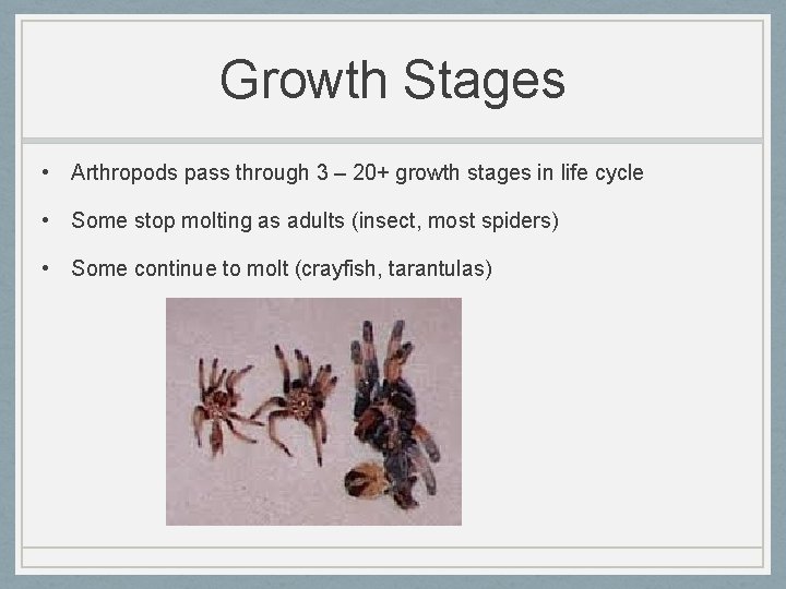 Growth Stages • Arthropods pass through 3 – 20+ growth stages in life cycle