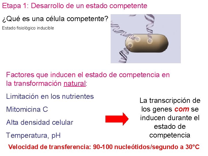 Etapa 1: Desarrollo de un estado competente ¿Qué es una célula competente? Estado fisiológico