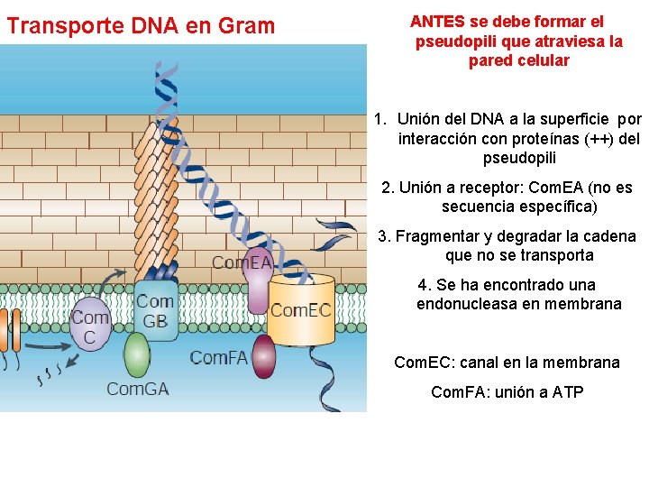 Transporte DNA en Gram + ANTES se debe formar el pseudopili que atraviesa la