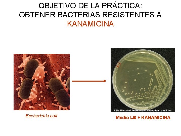OBJETIVO DE LA PRÁCTICA: OBTENER BACTERIAS RESISTENTES A KANAMICINA Escherichia coli Medio LB +