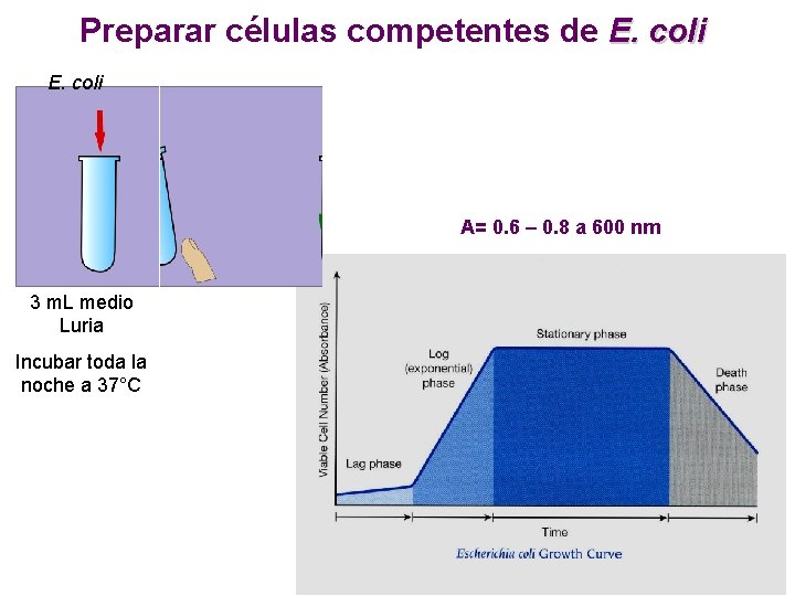 Preparar células competentes de E. coli A= 0. 6 – 0. 8 a 600