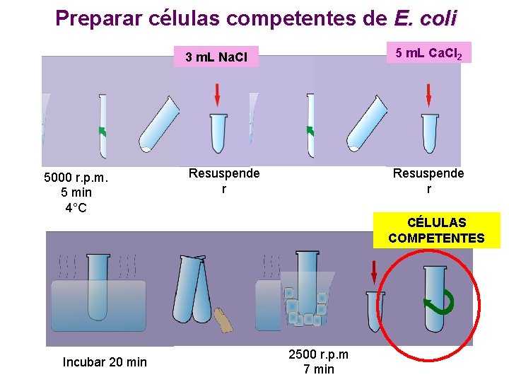 Preparar células competentes de E. coli 5000 r. p. m. 5 min 4°C 3