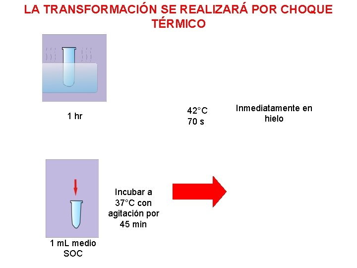 LA TRANSFORMACIÓN SE REALIZARÁ POR CHOQUE TÉRMICO 42°C 70 s 1 hr Incubar a