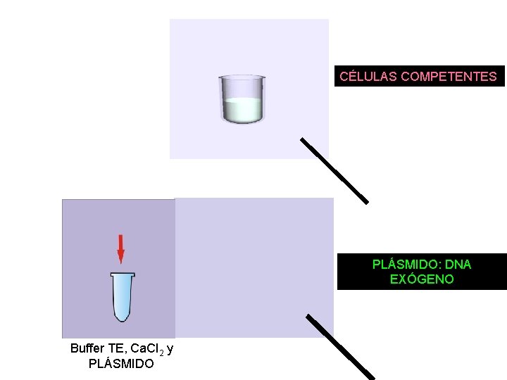 CÉLULAS COMPETENTES PLÁSMIDO: DNA EXÓGENO Buffer TE, Ca. Cl 2 y PLÁSMIDO 