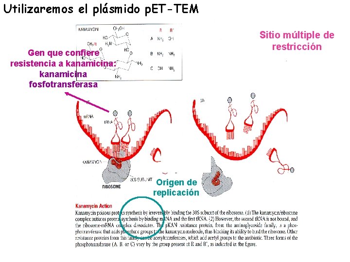 Utilizaremos el plásmido p. ET-TEM Sitio múltiple de restricción Gen que confiere resistencia a