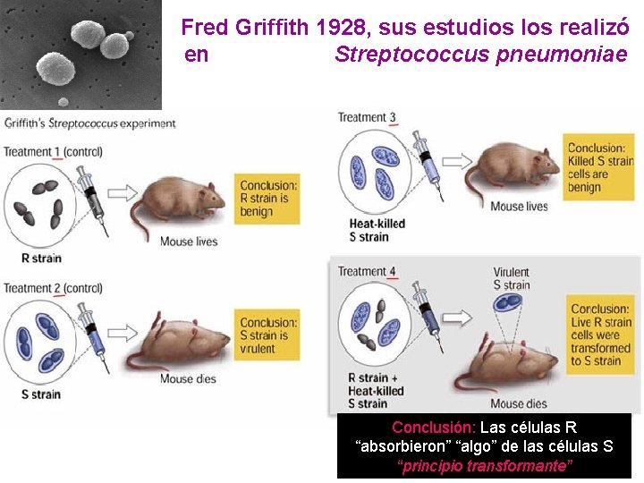 Fred Griffith 1928, sus estudios los realizó en Streptococcus pneumoniae Conclusión: Las células R