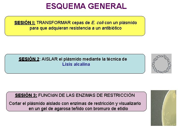 ESQUEMA GENERAL SESIÓN I: TRANSFORMAR cepas de E. coli con un plásmido para que