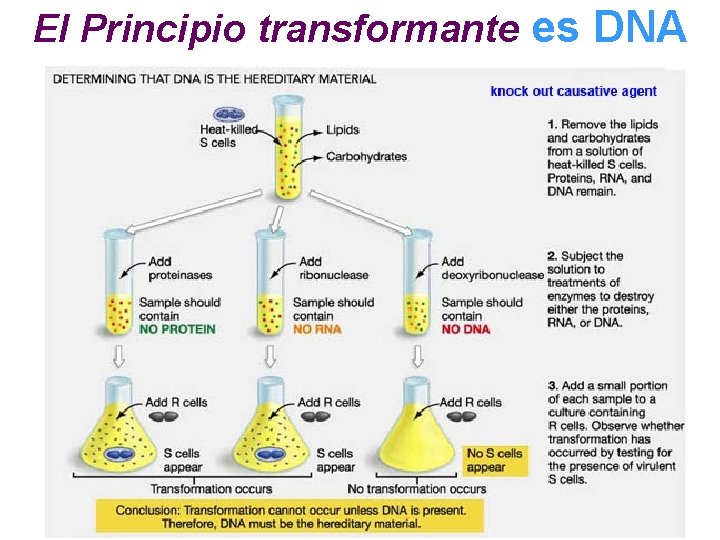 El Principio transformante es DNA 