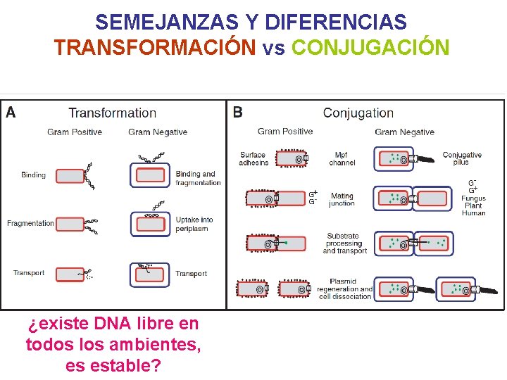 SEMEJANZAS Y DIFERENCIAS TRANSFORMACIÓN vs CONJUGACIÓN ¿existe DNA libre en todos los ambientes, es