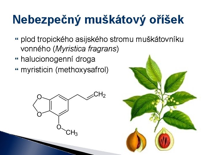 Nebezpečný muškátový oříšek plod tropického asijského stromu muškátovníku vonného (Myristica fragrans) halucionogenní droga myristicin