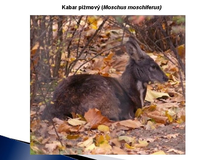 Kabar pižmový (Moschus moschiferus) 