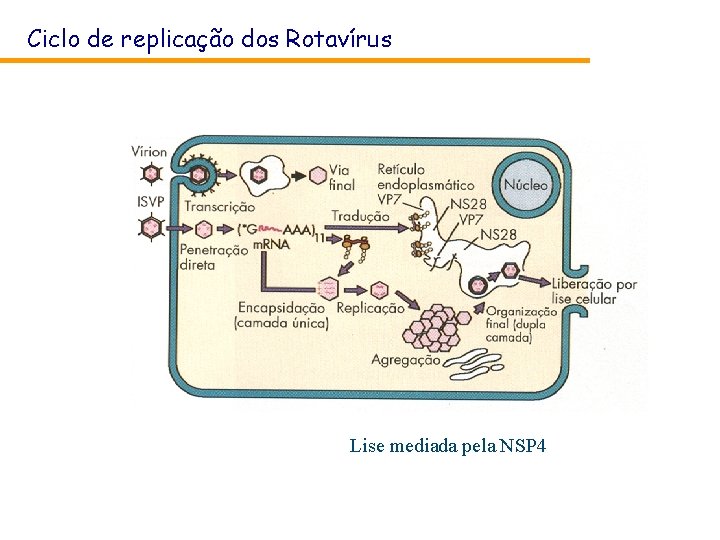 Ciclo de replicação dos Rotavírus Lise mediada pela NSP 4 Ciclo de replicação dos Rotavírus Lise mediada pela NSP 4