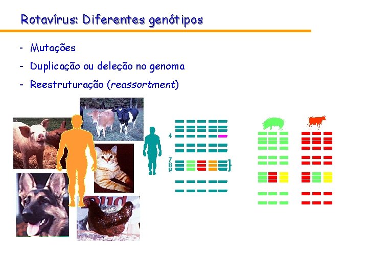 Rotavírus: Diferentes genótipos - Mutações - Duplicação ou deleção no genoma - Reestruturação (reassortment) Rotavírus: Diferentes genótipos - Mutações - Duplicação ou deleção no genoma - Reestruturação (reassortment)