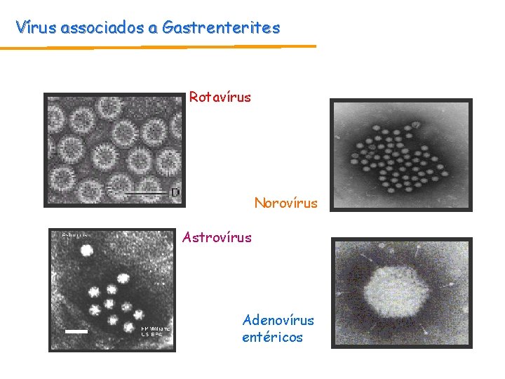 Vírus associados a Gastrenterites Rotavírus Norovírus Astrovírus Adenovírus entéricos Vírus associados a Gastrenterites Rotavírus Norovírus Astrovírus Adenovírus entéricos